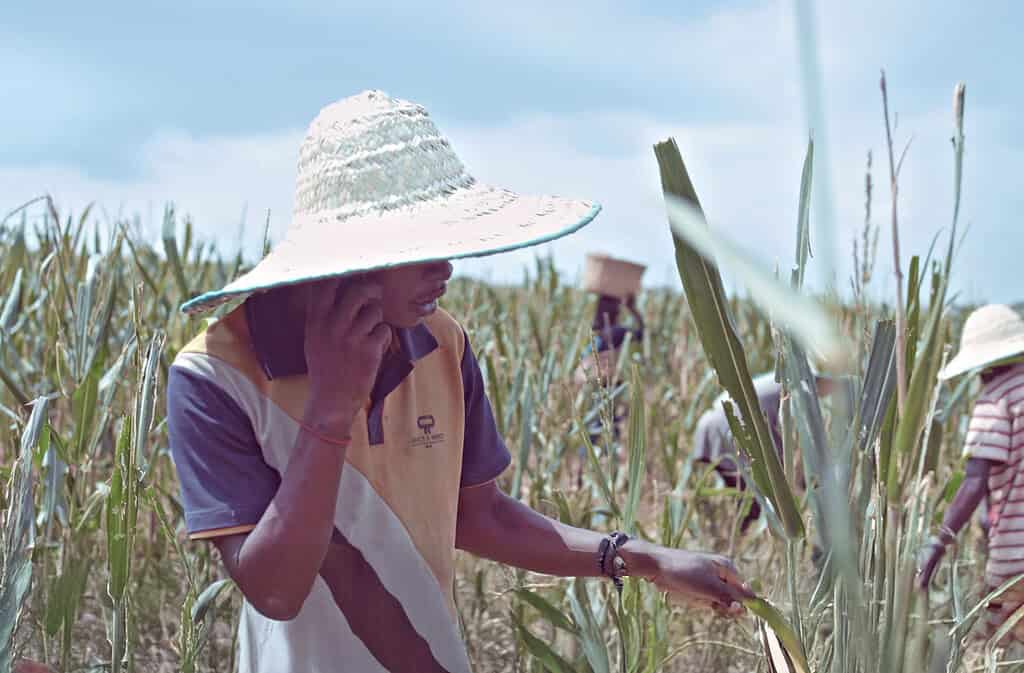 Nigerian farmer calls Crop2Cash service from the field