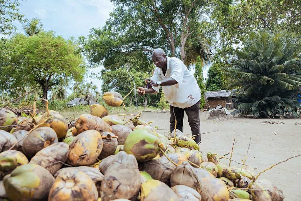 Man inspects coconut on farm
