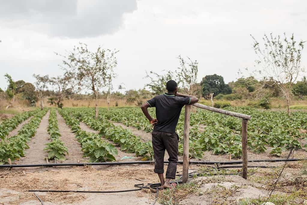 Farmer leans on a post viewing his farm