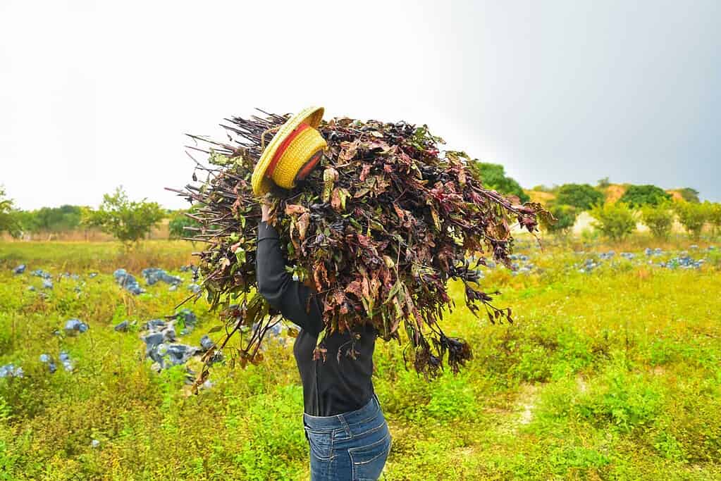 Farmer carries bunch of hibiscus crops in a field. Photo courtesy on AgroEknor