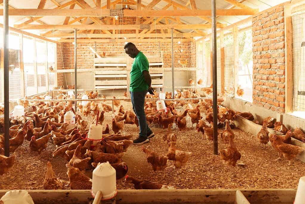 Farmer tends to chicken coop. Photo courtesy of Omia Agribusiness Development Group