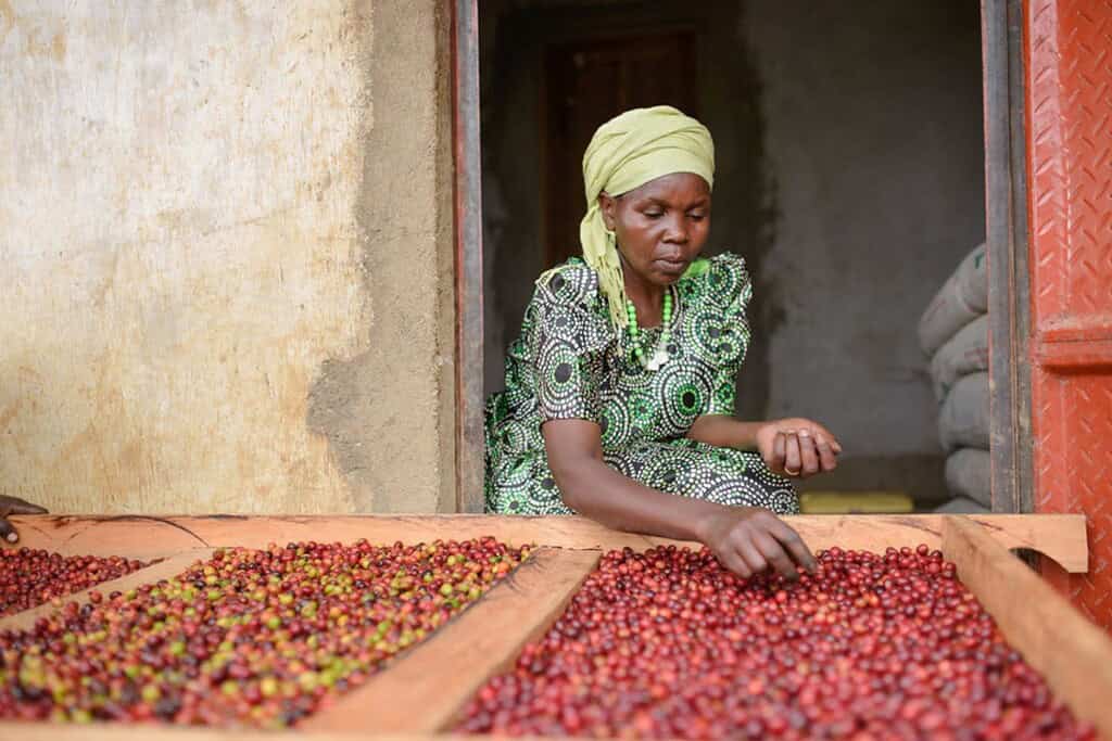 Woman sorting cherries